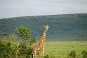 Giraffe looking